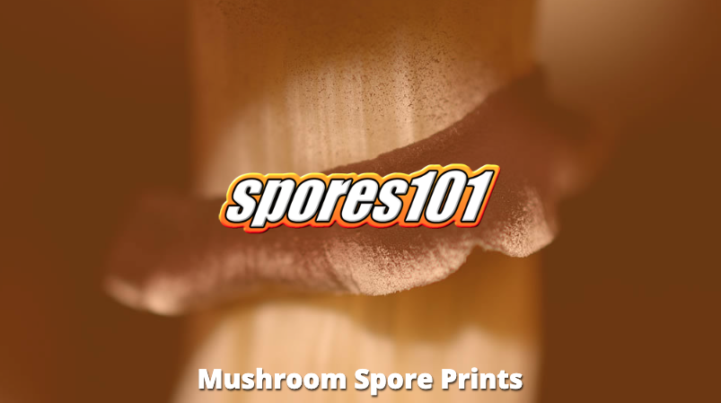 Spores 101