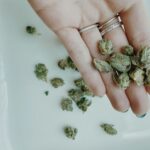 cannabis seeds